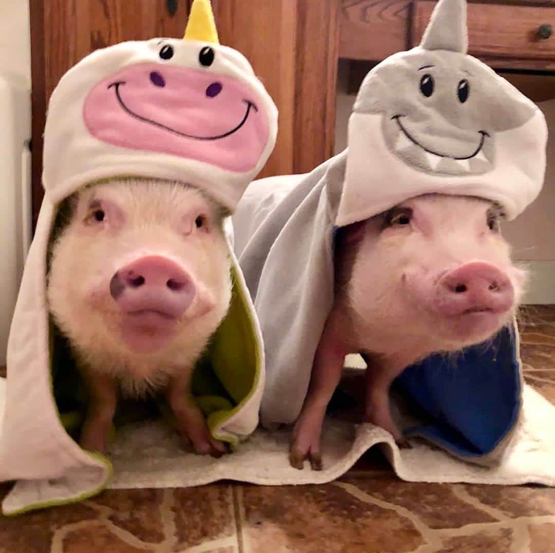 Priscilla and Poppletonさんのインスタグラム写真 - (Priscilla and PoppletonInstagram)「Our favorites!🐷🦄🐷🦈 You guys are the BEST! We made it halfway to the goal of getting my Prissy Unicorn made in the first 24 hours. I’m so piggy excited! If you missed the post about it, swipe to see her and click the link in our bio to pre-order yours today. She will arrive in time for Christmas for you or someone on your list. ThOINK you so much for your support.💗 #PrissyUnicorn #Poppleshark #PrissyandPop」8月21日 22時51分 - prissy_pig