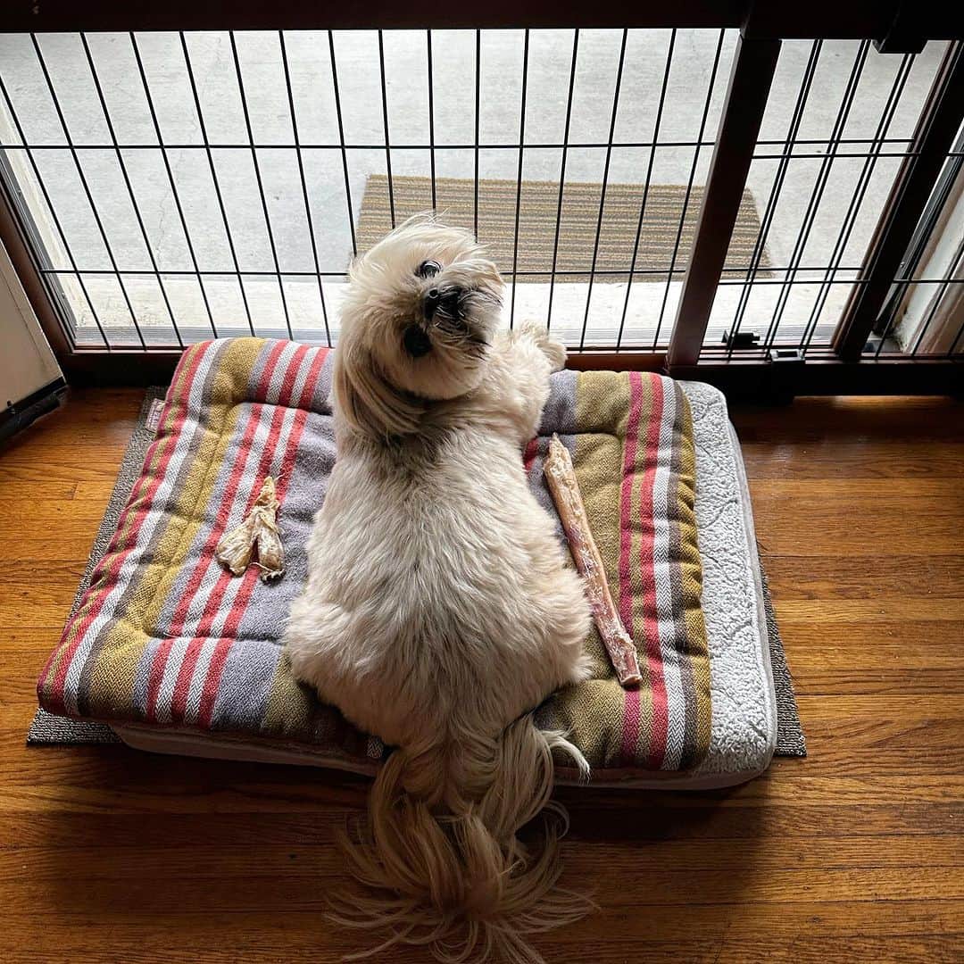 Dougie the Shih Tzuのインスタグラム：「Change of station.」