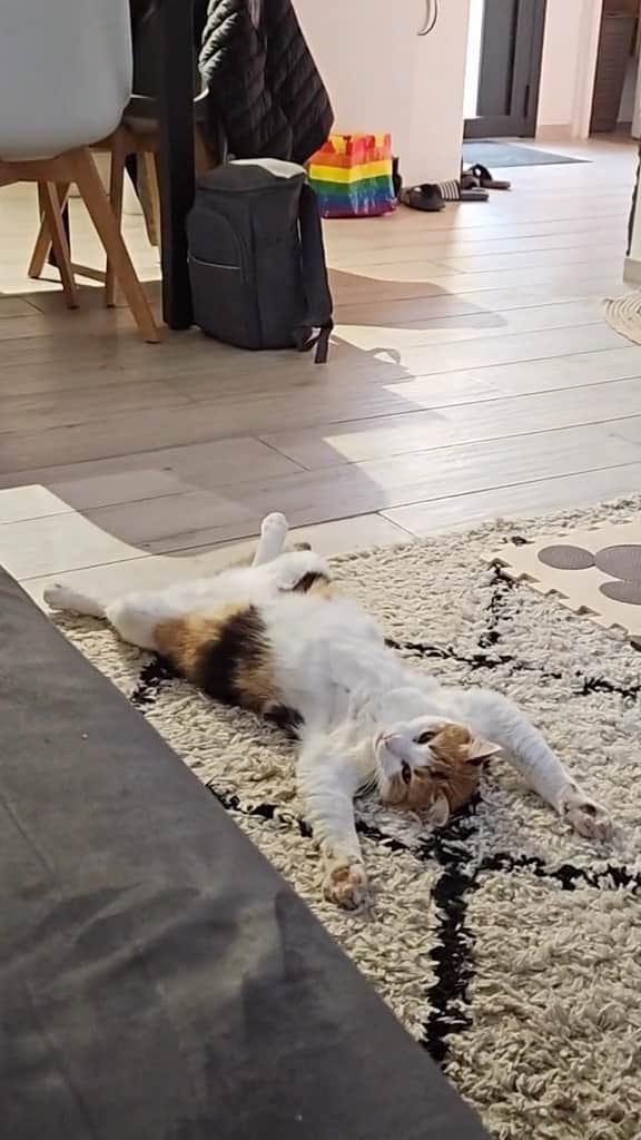 Cute Pets Dogs Catsのインスタグラム：「Just chilling and enjoying life   Credit: beautiful inspecteur.gadget71 (tt) ** For all crediting issues and removals pls 𝐄𝐦𝐚𝐢𝐥 𝐮𝐬 ☺️  𝐍𝐨𝐭𝐞: we don’t own this video/pics, all rights go to their respective owners. If owner is not provided, tagged (meaning we couldn’t find who is the owner), 𝐩𝐥𝐬 𝐄𝐦𝐚𝐢𝐥 𝐮𝐬 with 𝐬𝐮𝐛𝐣𝐞𝐜𝐭 “𝐂𝐫𝐞𝐝𝐢𝐭 𝐈𝐬𝐬𝐮𝐞𝐬” and 𝐨𝐰𝐧𝐞𝐫 𝐰𝐢𝐥𝐥 𝐛𝐞 𝐭𝐚𝐠𝐠𝐞𝐝 𝐬𝐡𝐨𝐫𝐭𝐥𝐲 𝐚𝐟𝐭𝐞𝐫.  We have been building this community for over 6 years, but 𝐞𝐯𝐞𝐫𝐲 𝐫𝐞𝐩𝐨𝐫𝐭 𝐜𝐨𝐮𝐥𝐝 𝐠𝐞𝐭 𝐨𝐮𝐫 𝐩𝐚𝐠𝐞 𝐝𝐞𝐥𝐞𝐭𝐞𝐝, pls email us first. **」