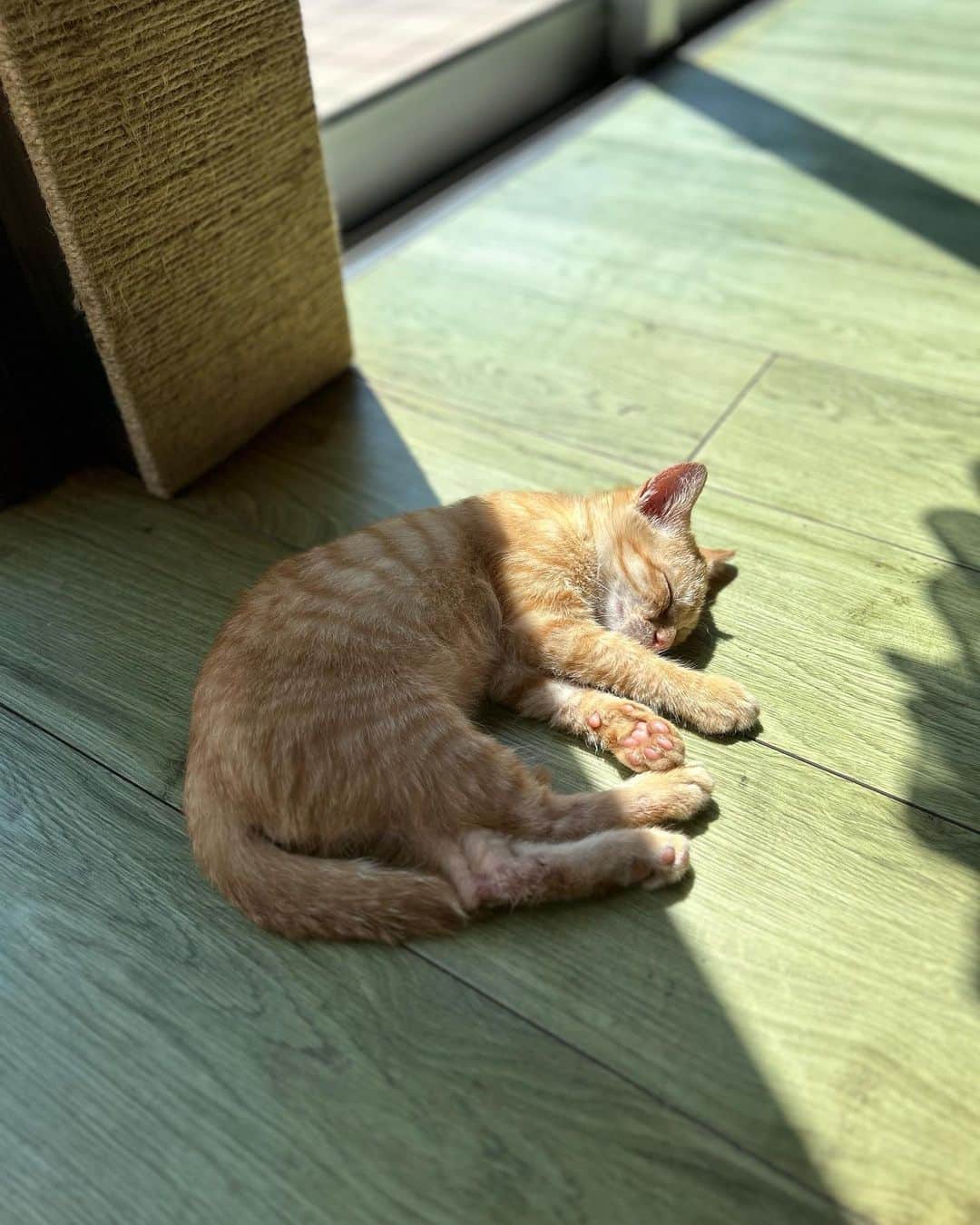 ビビる大木さんのインスタグラム写真 - (ビビる大木Instagram)「お昼寝🥹  #昼寝 #cat #猫 #ネコ #こんばんみ」8月21日 23時13分 - bibiruoki