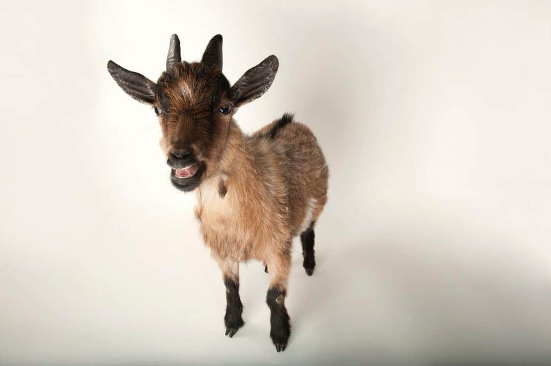 Joel Sartoreさんのインスタグラム写真 - (Joel SartoreInstagram)「Native to West Africa, pygmy goats were first brought to the United States in the 1950s. This domesticated species may be small in stature but their personalities are mega-sized, with the goats being known for their friendliness and intelligence. While they are often seen in captive settings, pygmy goats can also be spotted in the wild where they spend much of their time browsing for leaves. Photo taken @lincolnchildrenszoo.   #goat #pygmy #pygmygoat #small #domestic #animal #wildlife #photography #animalphotography #wildlifephotography #studioportrait #PhotoArk #WorldGoatDay @insidenatgeo」8月21日 23時31分 - joelsartore