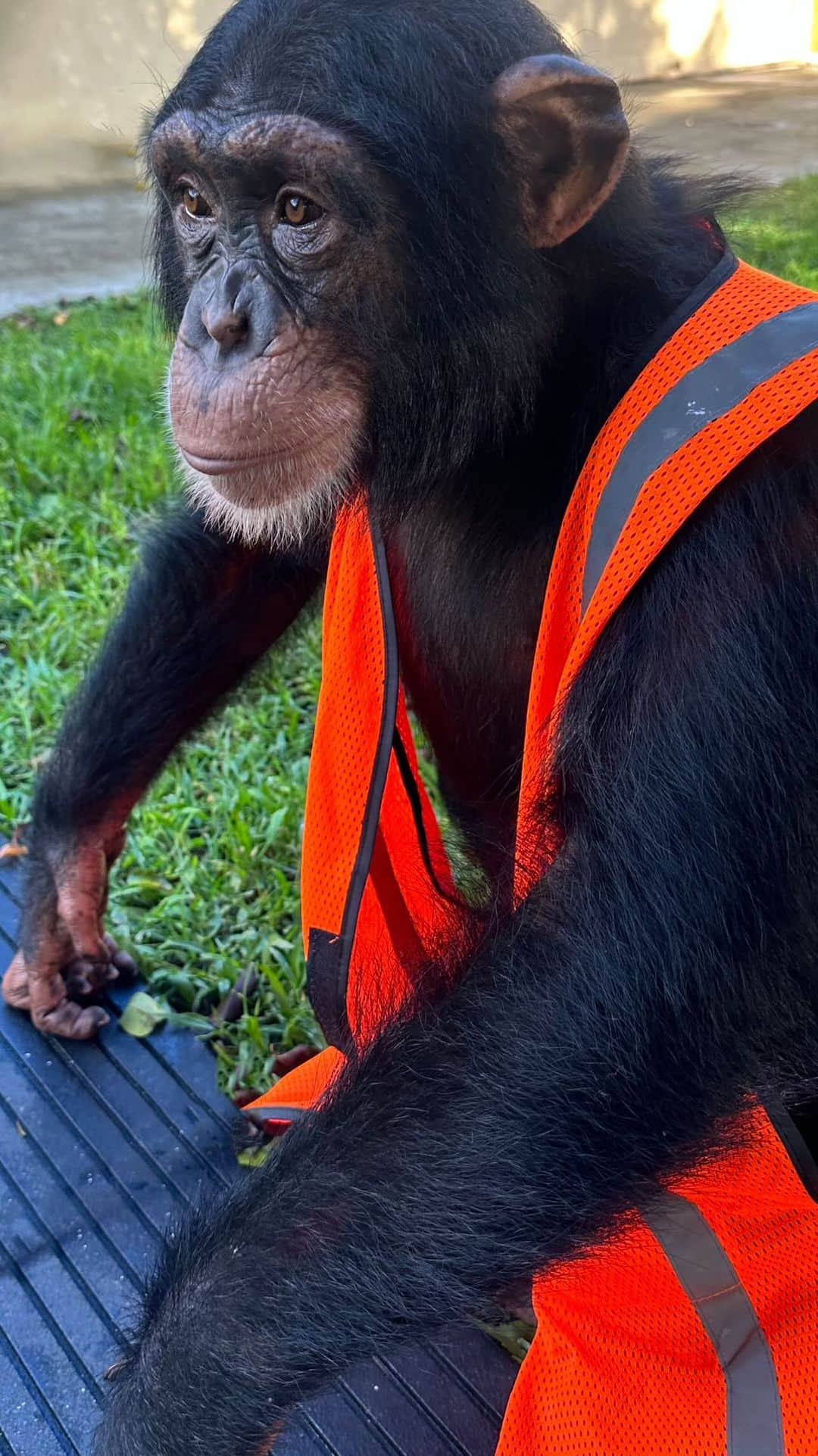 Zoological Wildlife Foundationのインスタグラム：「The foreman is on the ground and today is another monumental one as we lay concrete and the ‘Limbani Housing Project’ moves into its next phase under the watchful eye of Limbani.   It’s an important week and a special one as it’s Limbani’s 7th birthday and we are asking all his friends far and wide to show some extra birthday love via our @gofundme at #linkinbio - your donations are truly making impact as you can see and the build out of his new space @zwfmiami is taking shape.   #birthdayweek #gofundme #newhome #donate #chimpanzee #makingprogress #notapet」