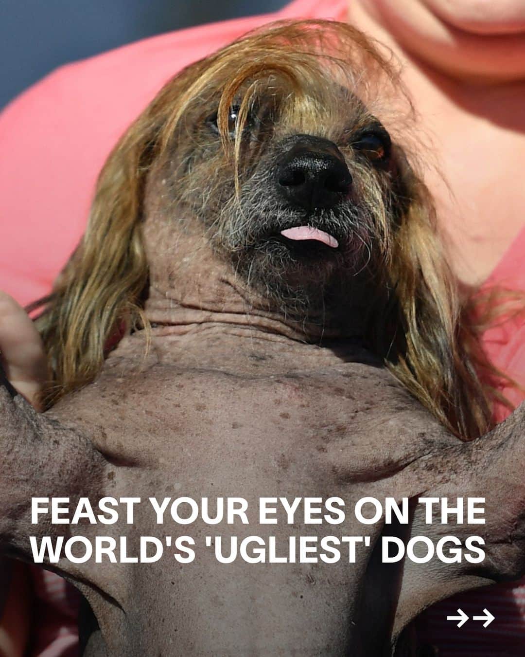 VICEのインスタグラム：「Every summer, California welcomes a load of one-of-a-kind pooches to the annual World's Ugliest Dog Contest.  The competition is, of course, not about making fun of "ugly" dogs – that would be very mean. Instead, organisers say the event is a celebration of the "imperfections that make all dogs special and unique", and is intended to show that "these dogs are really beautiful".   Feast your eyes on some of the beautiful canine competitors from over the years.」
