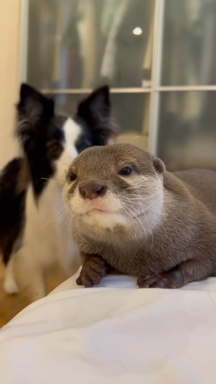 カワウソきなこのインスタグラム：「ため息つくきなこ😂  公式LINEアカウント https://lin.ee/aA38cSI  YouTube https://www.youtube.com/channel/UC0qP3e6Ys9EycNiHQ4yU3GQ  #多頭飼い #カワウソ #かわうそ #コツメカワウソ #カワウソきなこ #かわいい #癒し #エキゾチックアニマル #ペット #otter #pet #cute #exoticanimal #수달 #выдра #youtube #instagram」