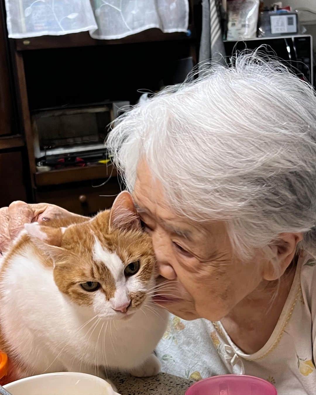 Kachimo Yoshimatsuさんのインスタグラム写真 - (Kachimo YoshimatsuInstagram)「バーバの前を通ったら、 腰ポンされて、ちゅーされた。  #うちの猫ら #猫 #oinari #バーバ #バーバと猫 #ねこ #ニャンスタグラム #にゃんすたぐらむ #ねこのきもち #cat #ネコ #catstagram #ネコ部 http://kachimo.exblog.jp」8月22日 2時04分 - kachimo