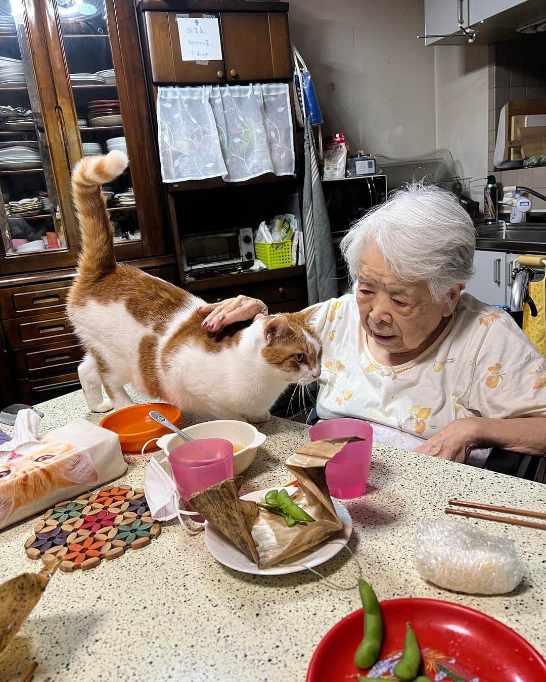 Kachimo Yoshimatsuのインスタグラム：「バーバの前を通ったら、 腰ポンされて、ちゅーされた。  #うちの猫ら #猫 #oinari #バーバ #バーバと猫 #ねこ #ニャンスタグラム #にゃんすたぐらむ #ねこのきもち #cat #ネコ #catstagram #ネコ部 http://kachimo.exblog.jp」