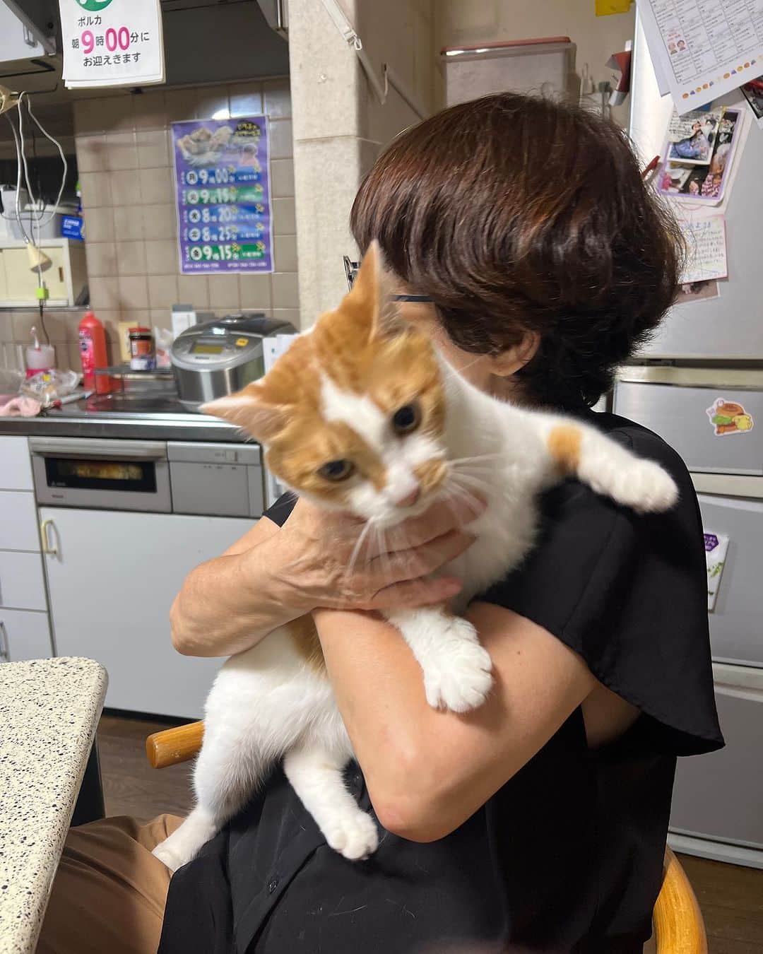 Kachimo Yoshimatsuのインスタグラム：「膝に乗るのは好きだけど 抱っこされるのは嫌い。  #うちの猫ら #oinari #猫 #ねこ #ニャンスタグラム #にゃんすたぐらむ #ねこのきもち #cat #ネコ #catstagram #ネコ部 http://kachimo.exblog.jp」
