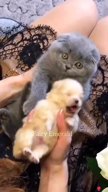 Padgramのインスタグラム：「Soo cute 🥰🥰😻😻  Credits by 🎥 @petlover12122   #pgdaily #pgstar#pgcounty #planetgo#planet #planetearth #amazing #awesome #cat #catlover #catlife #catlovers #cats_of_instagram #catloversclub #catoftheday」