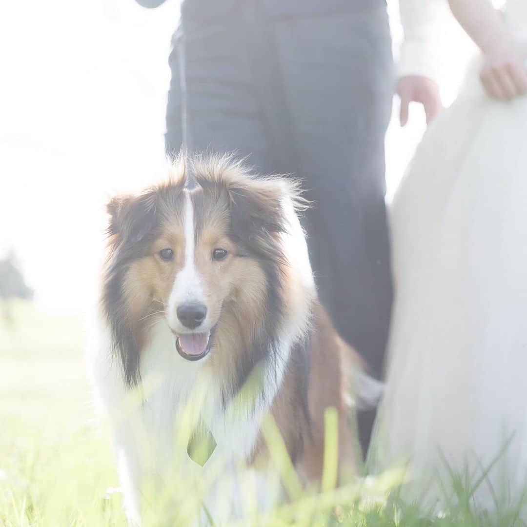 garden(ガーデン)本店のインスタグラム：「gardenフォトウェディング✨ 愛犬と一緒に、、🐕👰🤵‍♂️📷 お2人様の満足ゆくフォトウェディングプランをご提案させていただきます✨  @photowedding_by_garden   ❤️店内撮影¥39,800〜 🩵ドレス、アイテム持ち込み料¥0！ 🩵ご両親様との撮影もOK！ 🩵ペットと一緒に撮影も可能です🐶(※¥2,500別途必要)  式場やスタジオ撮影では出来ない、自由度の高いフォトウェディングが叶うgardenフォトウェディング👰🏻‍♀️✨  ご相談は無料🆓随時予約受付中です👍  garden本店でブライダルリングをご成約頂いた方限定！ フォトウエディングがお得に…💁🏻‍♀️🌷  ［information］ ☎️:072-440-1778 💌:pw@garden-j.com . . #weddingphoto#前撮り#フォトウェディング#フォトジェニック#映えスポット#大阪花嫁#大阪プレ花嫁#ロケーション撮影#結婚式準備#gardenwedding #garden本店#写真好きな人と繋がりたい#ウェディングフォト#和歌山花嫁#奈良花嫁#2023春婚#2023夏婚#2023秋婚#2023冬婚 #アフターフォト#マタニティフォト#家族婚#ウェディングドレス#洋装フォト#和装フォト#ロケーションフォト#ファミリーフォト  ーーーーーーーーーーーーーーー *＊. garden岸和田本店 *＊。 @garden_honten . . 大阪府岸和田市荒木町2丁目18-18 (敷地内無料駐車場有り) 072-440-1778 . ［access］ 🚘阪神高速4号湾岸線 岸和田北ICより5分 阪和線 岸和田和泉ICより5分 🚃JR阪和線「久米田駅」より徒歩15分 南海本線「春木駅」より徒歩15分」