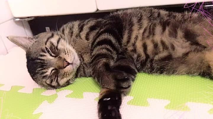 Musashiのインスタグラム：「2018年8月のムサシさん動画。キッチンでごろ寝。今日も暑いね。#mck延長戦  #musashi_the_cat #musashi #mck #cat #キジトラ #ムサシさん」