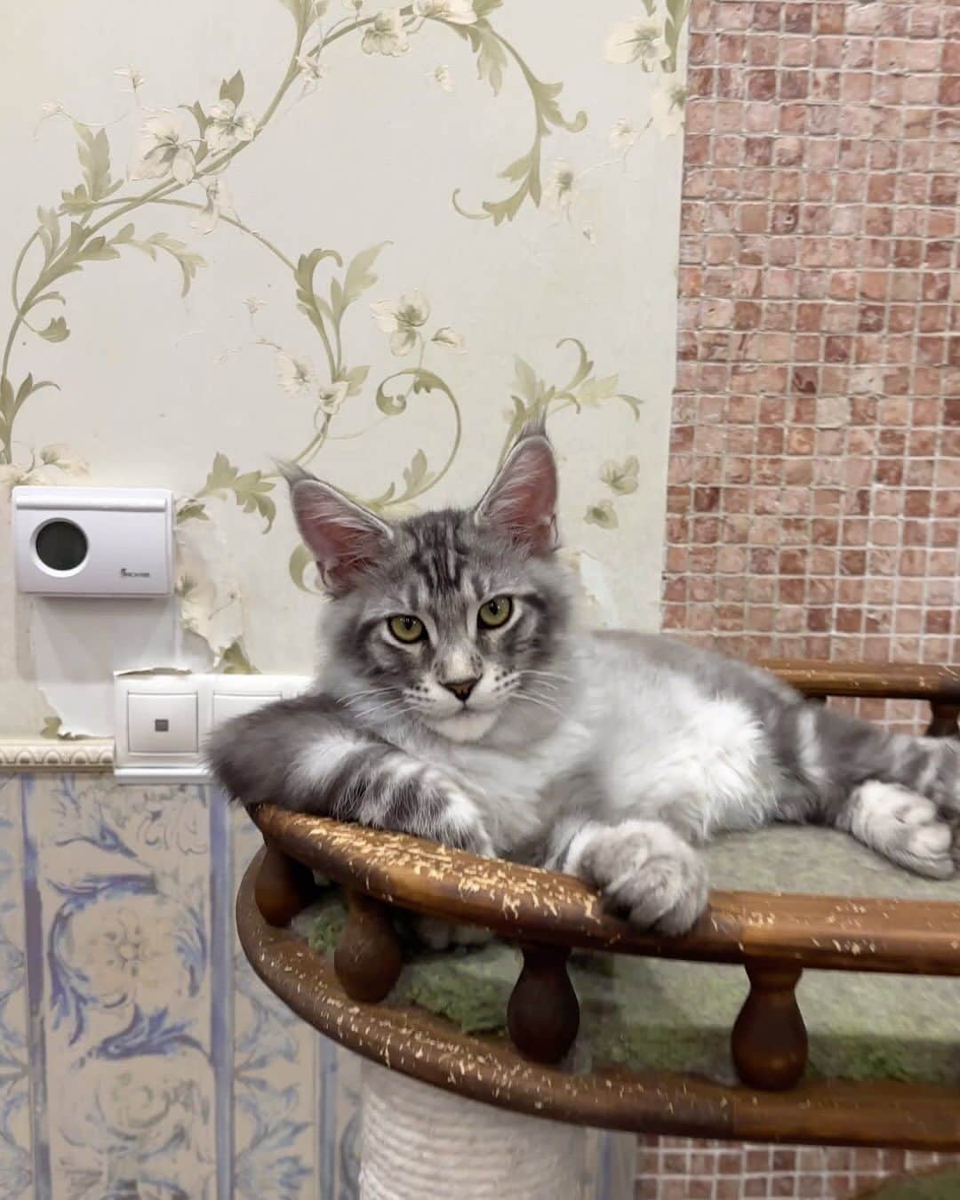 МейнКун MaineCoon Питомникのインスタグラム：「Handsome guy 😸❤️🤭」