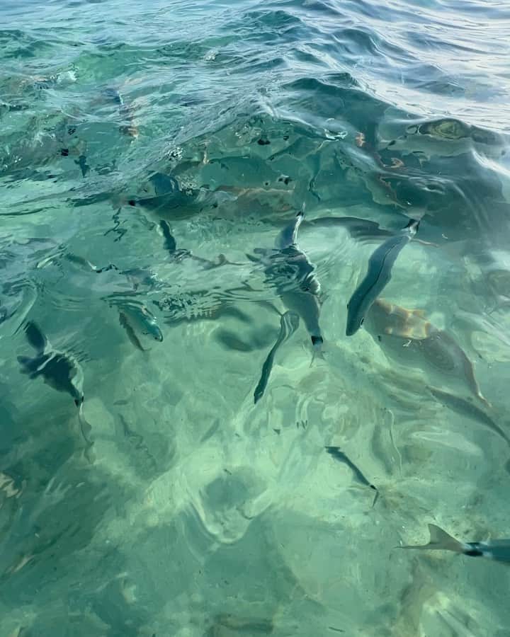 ジェンマ・チャンのインスタグラム：「S U M M E R ☀️ Grateful for every day 🐟」