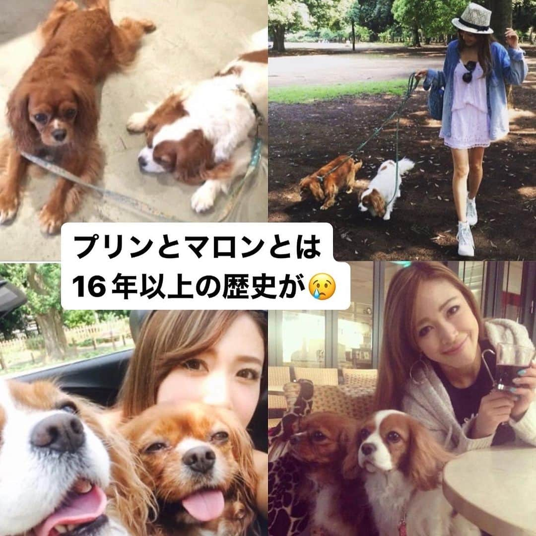 長谷川朋美さんのインスタグラム写真 - (長谷川朋美Instagram)「1日経ってだいぶ気持ちの整理がつきました😌 これは皆さまからの温かいコメントのおかげです✨  愛のあるコメントを100件以上も🥹 本当にありがとうございます‼️  この場を借りて返信とさせてください。  皆さまのおかげで 様々な捉え方ができました、 感謝しています🥲  ・ マロンはプリンが亡くなった1年前から 急に老化が進み、  首が上がらなくなったり 立ち上がりが弱くなり起き上がるのに 介助が必要でした。  でも昔からボール遊びが大好きな子で 16歳までは駆け回っていたので、  その記憶があるのか、この半年も 常に起き上がって動こうとしてました。  （つい最近も散歩では一所懸命 　走ってる姿を覚えてる方も多いのでは？😆）  一度介助があれば動けるんです。 でもすぐペタンと倒れちゃうことも。  寝ている時以外は 1日それを繰り返していたので、 常について起こしてあげてました。  ・ これは私たちが寝ている間も続いていて この半年は一晩に 10回以上起きる日がほとんどでした。  それは、体が辛いといえば辛いですが、  マロンが動きたそうにするのを 放っておくことはできなかったのです。  喜んで元気に動いている 様子を見るのは私の幸せでした。  ・ ただ、マロンはそんな肉体の不自由に そろそろ限界を感じていたのかもしれない。  ご飯は本当によく食べてくれていて、 おかげで年の割にしっかりした内臓で  キャバリアで17歳目前にも関わらず 心臓病にもならず、これまでお薬を 常用したことがありませんでした。  （キャバリアは短命といわれる犬種で 　心臓病になる子が多いのです）  この1年はこれまでの中でも 一番💩の状態がよく毛艶もとても綺麗でした。  ですが、マロンは ご飯を自分で食べることができず　  （首の筋肉が弱くなっていて首を支えられないため）  私が編み出した特殊なスタイルで 30分くらいかけて朝晩にあげていました。  ※とても可愛いマロンのお食事スタイルは是非 @senior_dogs_life の 過去の投稿から見てほしい😂❤️  ・ 周りからしたら「大変ね」ということも、 私はこんなにもマロンと密に関われて お世話できることが幸せでした。  でも…マロンは、 思うように自分の体をコントロールできず 世話になっているもどかしさもあった気がします。  私は最近、マロンの体が もっと自由が効かなくなってきたら、　  マロンも私もどうなるんだろう？ 最期はヨボヨボになっちゃうのかな？  というようなことを漠然と考えていました。  だからレンタルの車椅子も発注したところでした。  マロンもそんな漠然とした不安を 感じていたのかもしれない。  今思えば、 マロンは私に世話をかけていることも 申し訳なく思っていたのかもしれない。  だから、まだ今体が動いて元気なうちに お別れを選んだの？  私やみんなに自分がボロボロになっていく姿も 見せたくなくて、可愛い可愛い 赤ちゃんみたいなままお別れすることを選んだの？  何だかそんな気がしてきました。  ・ マロンが亡くなった日 帰ってきてマロンを抱き上げた時に  頭ではまだ生きてるかもしれない！ と思いとっさに心臓マッサージをしていたけど、  その時、感覚ではマロンの魂が もう入ってないことを感じていた。  でも奇跡が起こるかもしれないと 頭では僅かな望みをかけ、  シッターさんに頼んで車をだしてもらい 夜間の救急病院にかけこみました。  （自分が運転したら心臓マッサージができないと思い）  あの時、マロンを抱き上げたとき、 私にはマロンが「ママ、あたしはこっちだよ」と 私のすぐ側、耳元で呟いたのが聞こえてはいました。  でも気のせいかもしれないと思い 病院までいきましたが、  気のせいじゃなかったと 今ならはっきりそう思います。  これからは肉体の制限がない分 ずっと一緒でどこでも一緒なんだと。  ・ 私は生前からマロンとたくさん会話してたし、 亡くなったプリもプリンとも いつも会話してるじゃない。  マロンとも肉体の関係を卒業して、 新しい関係に慣れていかないとね🥲  今日は多分10時前くらいから マロンの肉体とのお別れの時です。  マロンを思ってくださる皆さま、 良かったらその時間にマロンを想って お別れを告げてもらえたら嬉しいです😌  #愛犬 #マロン #大好き #感謝」8月22日 6時51分 - hasegawa.elena.tomomi