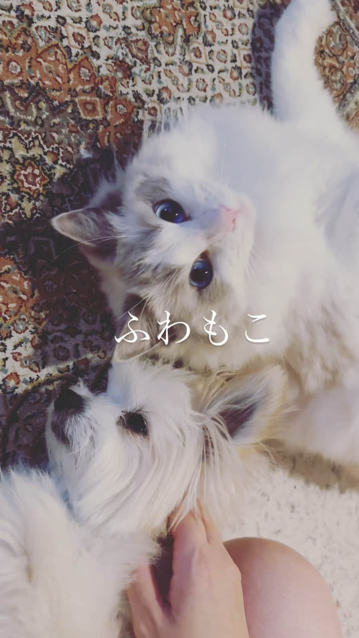 チャン・リーメイのインスタグラム：「#いぬとねこ #ふわもこ #dogandcat  #dogcatfriends  #いぬとねこのいる暮らし  #保護動物を家族に」