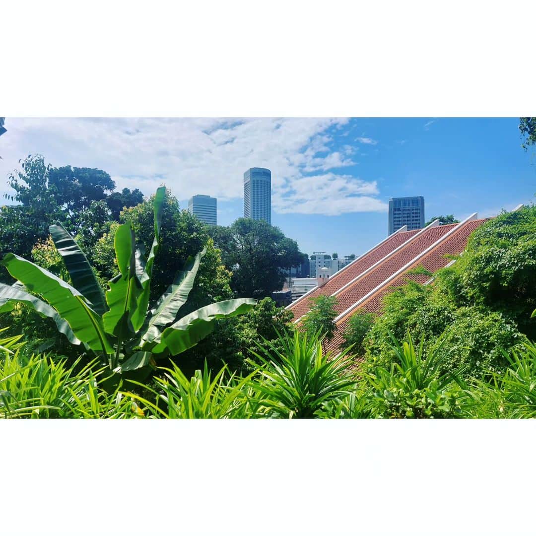岩山立子さんのインスタグラム写真 - (岩山立子Instagram)「#singapore  #fortcanningpark」8月22日 8時47分 - jazzestme