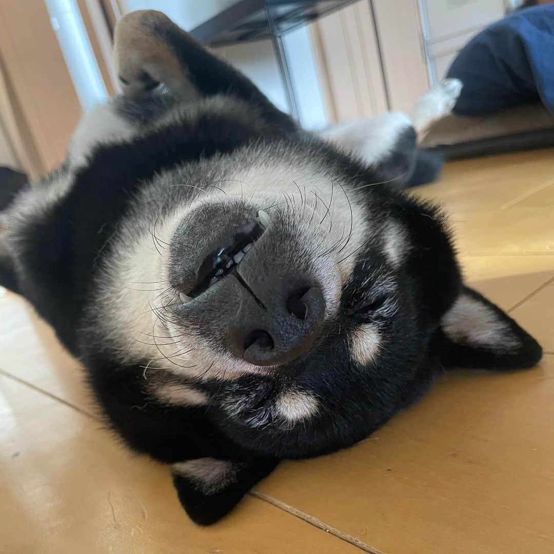 のインスタグラム：「おはようございます🌞 今日も9時からは ラジオ日本SWEET!!お願いします！  今日は天気の急変に気をつけてくださいね。  我が家の小鉄君はのんびりへそ天で寝てました🤭  #スイート924 #ラジオ日本 #柴犬」