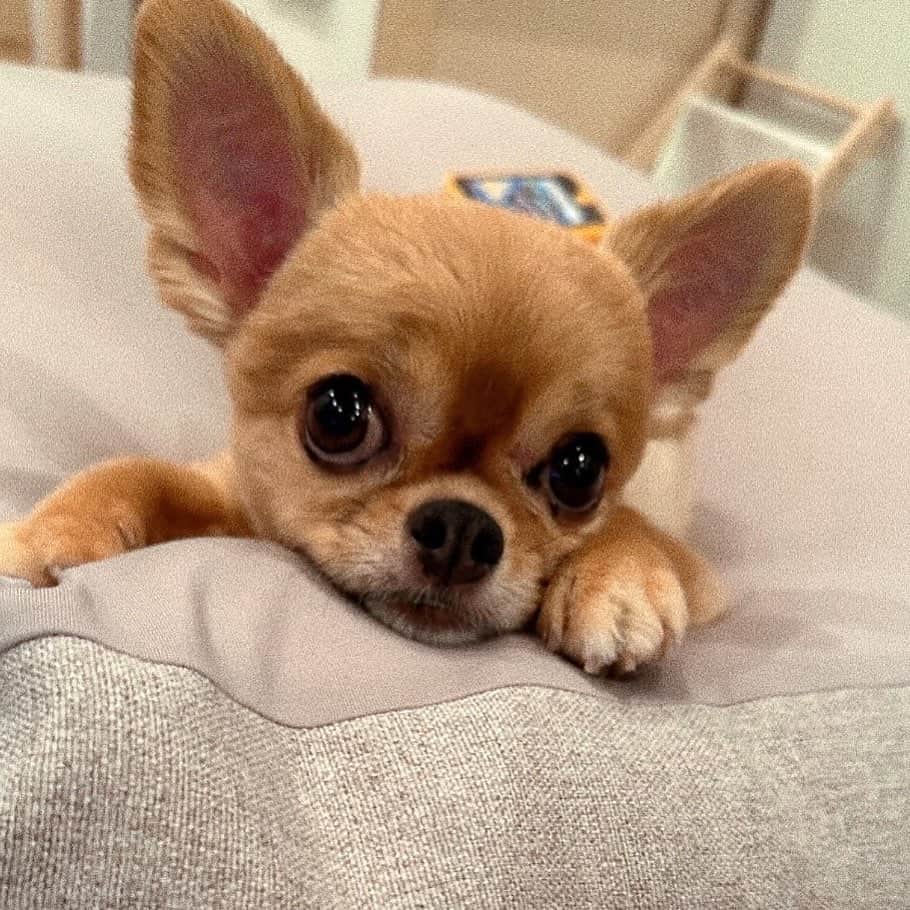 瀬戸サオリのインスタグラム：「今日もがんばりましょ〜☺️🤍🫧  ベビーフェイスなティちゃん🪽 愛おしぃぃ🥺」