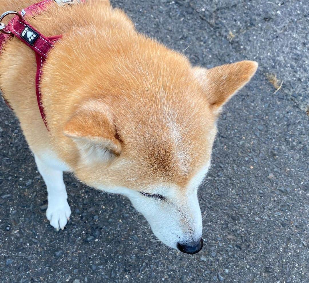 がんちゃんさんのインスタグラム写真 - (がんちゃんInstagram)「てんちゃんの頭頂部に白い線が出現しとります。こうしてどんどん白犬化していくのね〜。 てんちゃん推定10歳もうすぐ11歳」8月22日 9時15分 - kota2ann