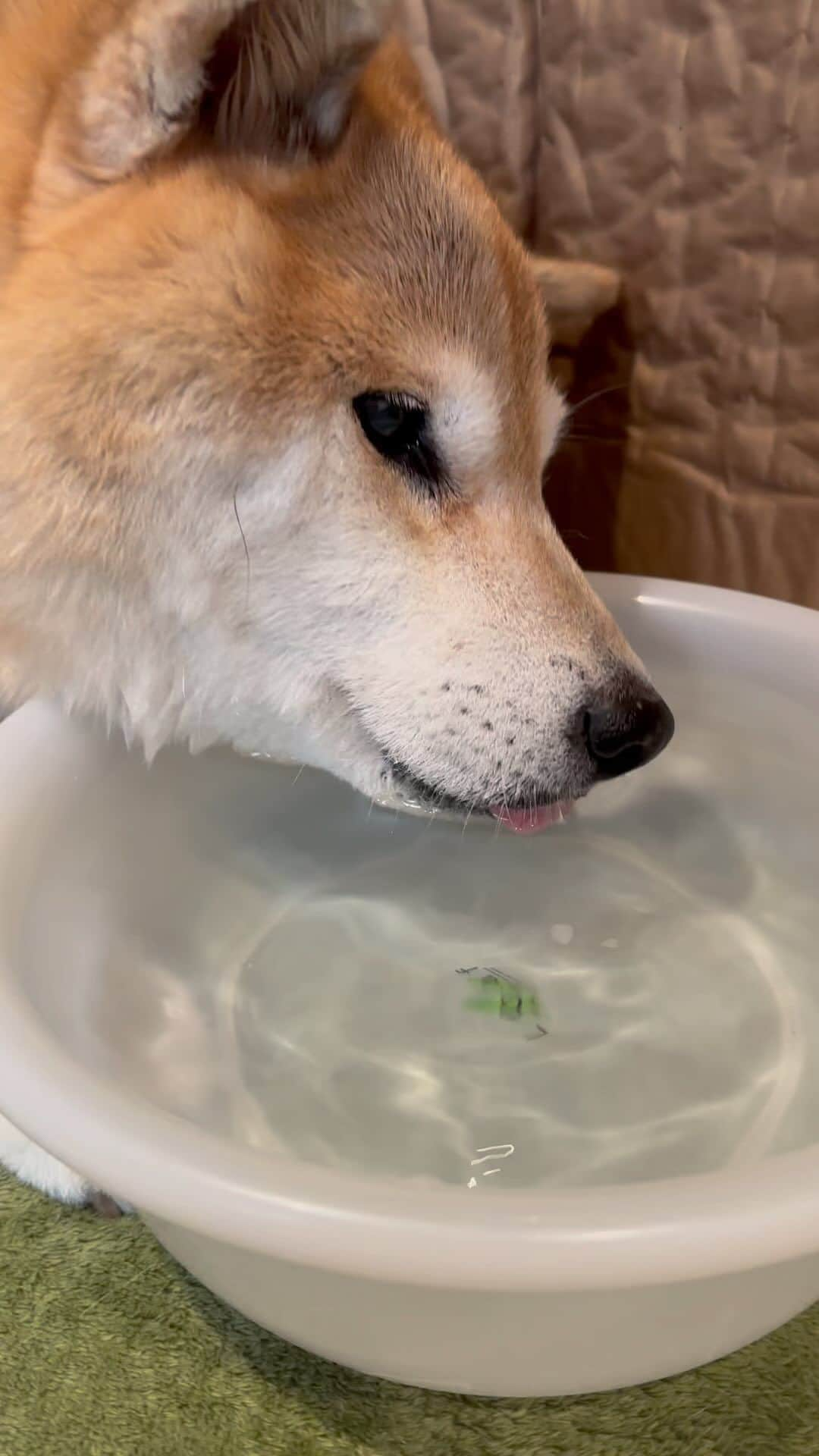 まる（まるたろう）のインスタグラム：「Please be careful of heat stroke.🐶💦お散歩後の水分補給は重要だよね #みんなもいっぱいお水飲もうね #5959 #うますぎる #男は黙って水道水」