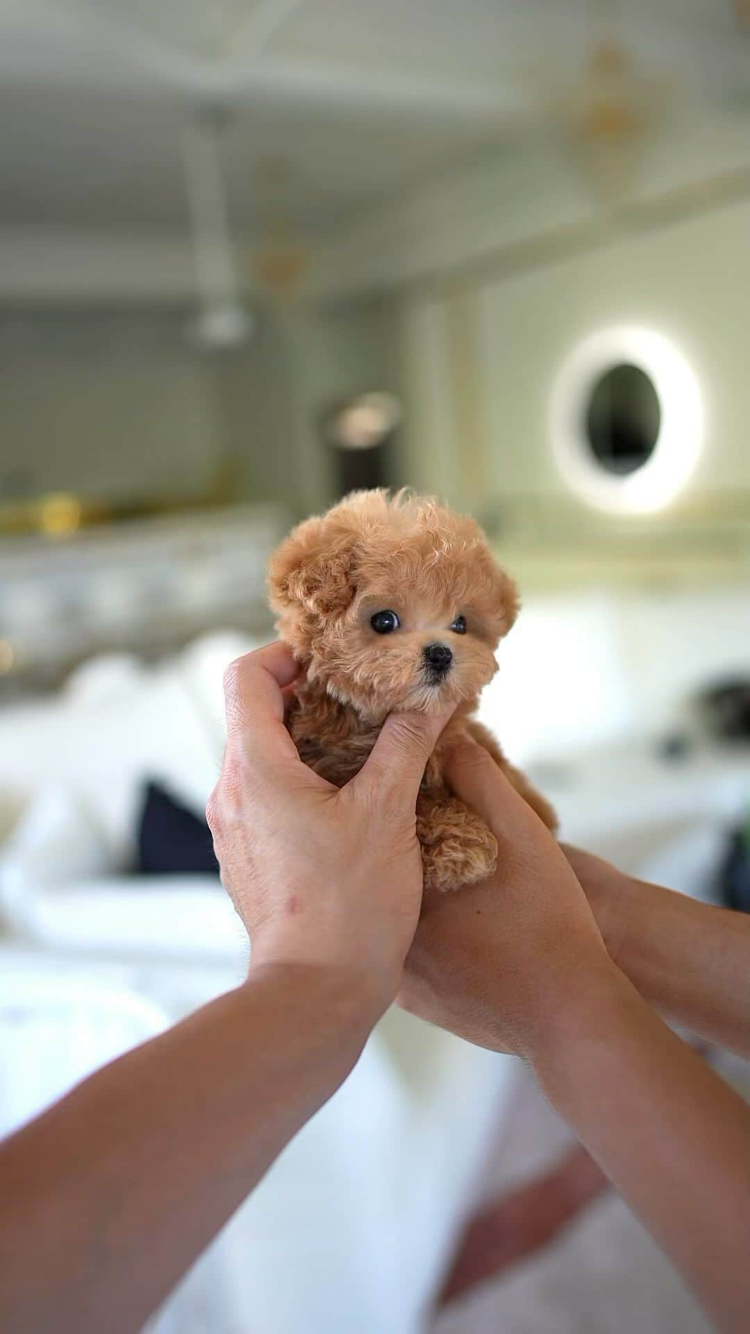 Rolly Pups INCのインスタグラム