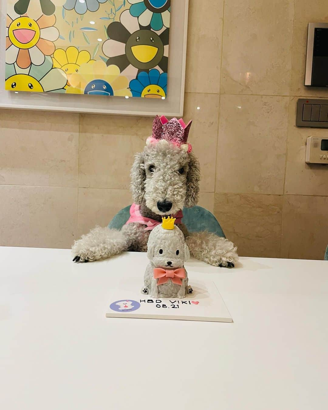 オム・ジウォンさんのインスタグラム写真 - (オム・ジウォンInstagram)「Yes, I am a birthday girl💓  #viki #bedlington」8月22日 10時26分 - umjeewon