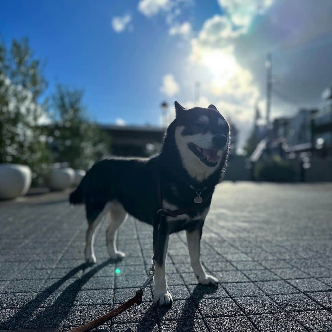 vo_coのインスタグラム：「🐾 こたちゃんの血統書上の登録名は“凛子”です 真名は明かさない方が呪術的にはいいらしいですけどねw そのまま凛子でもいいかと思ったけど、“こたつ”にしたい思いがあったから今のこたちゃんがあります 凛子だったらもう少し違う犬になってたかも？笑 ＊#shibastagram #instashiba #shiba #shibainu #黒柴 #柴犬」