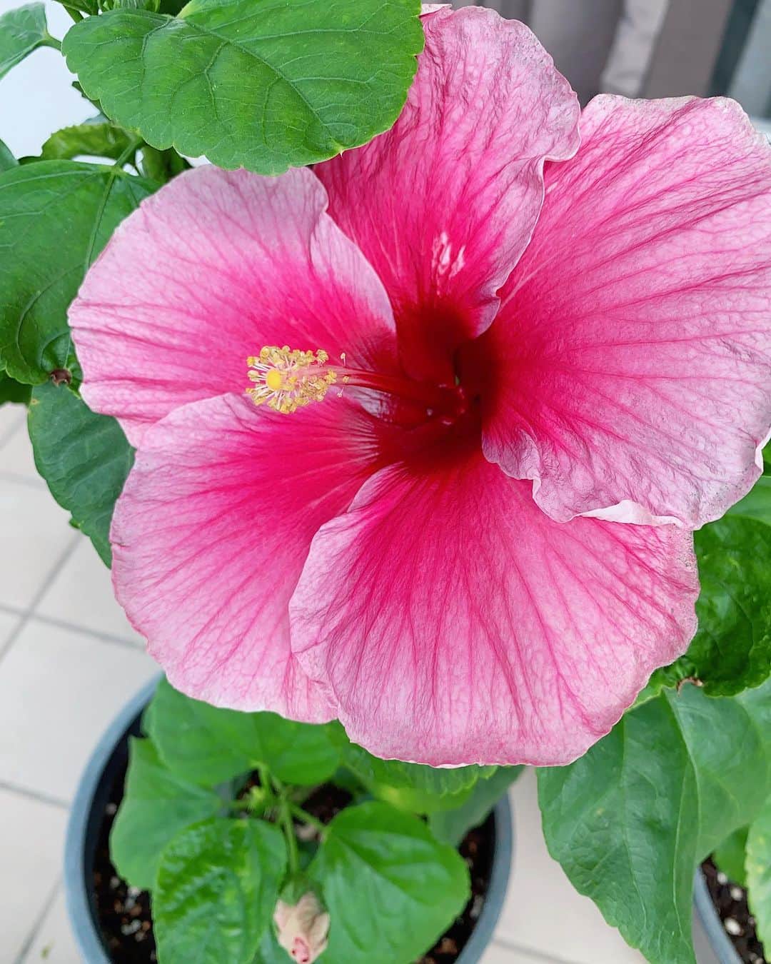 のインスタグラム：「🌺  朝起きてベランダのハイビスカスが咲いていると それだけでめちゃくちゃ嬉しくなります☺︎  #ハイビスカス #主人の出張お土産 #沖縄県伊江島 #ハイビスカス園」