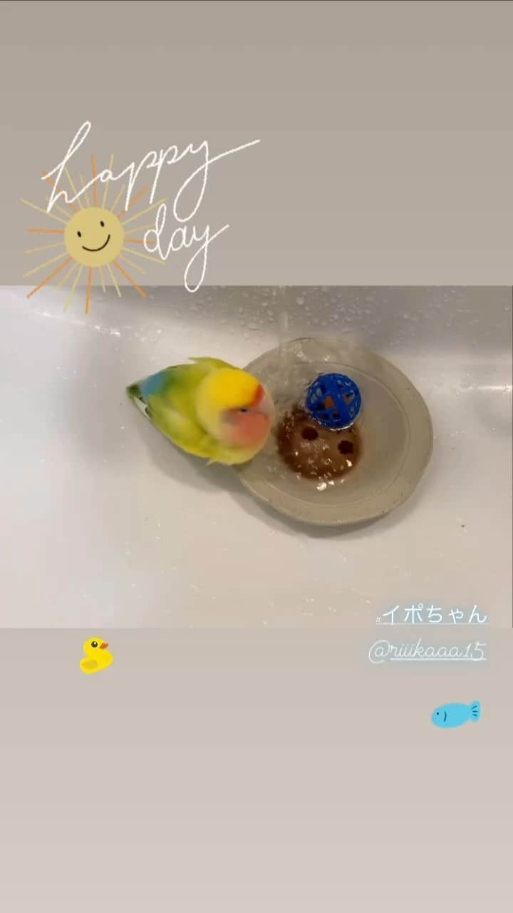 立見里歌のインスタグラム：「暑いよね☺️水遊びしたいね⤴︎⤴︎⤴︎ 🐥 🐟 🐠  #こざくらいんこ #小鳥 #インコ好きさんと繋がりたい  #イポちゃん  🤍 イポラニは⇨ Hawaii語で最愛の恋人 🔸 #イポラニローション  #イポラニ目元口元用クリーム 🔸 https://www.la-ipolani.com/ 🔸 【販売店】 #自然食品ff  #むぎごころ  #アメリカンファーマシー  #pilikai  #sosiego #ビバおはようショップ #つむぎORGANIC #EUREKA #AVAE 🔸 #年齢性別問わず #敏感肌 #子供　#エイジングケア #美肌ケア #美容 #無添加 #植物性　#botanical #バチルス発酵液　#ダマスクローズ　#肌に優しい #オーガニック #メンズ」