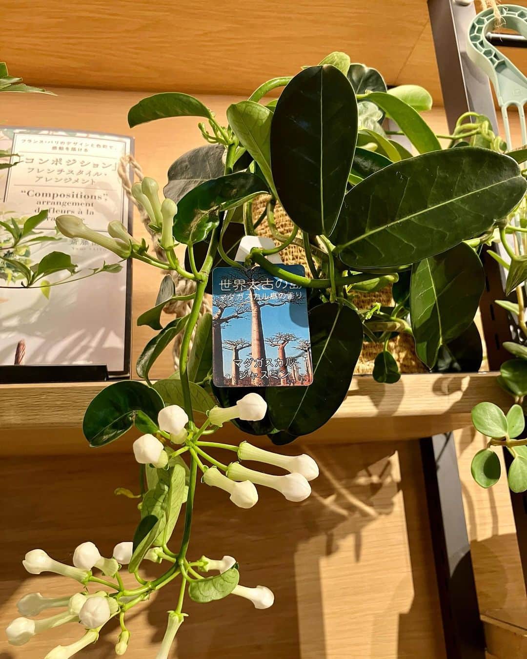 柏の葉 T-SITEさんのインスタグラム写真 - (柏の葉 T-SITEInstagram)「⁡ 【PICK UP】 『今週のdecora便🌿 #124』 ⁡ 〈ジャンル〉1F 暮らし ⁡ こんにちは。 フラワーショップ デコラ @decoradecora さんから 届いたお花をご紹介するこちらのコーナー💐 ⁡ 暑い日がまだまだ続いていますが、植物たちは今日も元気に棚に並んでいます。 ⁡ 毎週売り切れてしまう #マダガスカルジャスミン  かっこいいドライスワッグは #蓮の花 や #ピンクッション が束ねられていて男前ですね💫 ⁡ 秋の定番の #パンパスグラス が今年もやってきました。インテリアに大人気ですね。 ⁡ 今週も小さめ観葉植物がたくさん届いています。 枝がうねうねがユニークな #ソフォラ・リトルベビー  #コーヒーの木 #エアプランツ #ハンギンググリーン などお部屋に飾って癒されてくださいね✨ ⁡ #柏の葉tsite #tsite #柏の葉蔦屋書店 #蔦屋書店3号館  #柏の葉 #今週のdecora便🌿 #おうちガーデン #decora #お花のある暮らし #フラワーショップ #フラワーギフト #インドアグリーン #フラワーベース  #夏の庭  #ガーデニング  #目から涼しさを #観葉植物」8月22日 10時37分 - kashiwanohatsite
