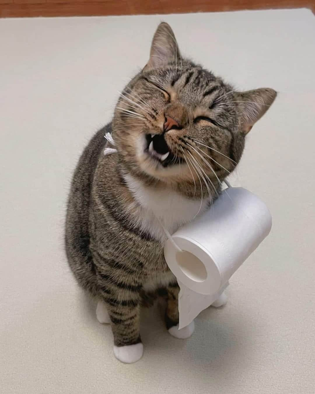 Aww Clubさんのインスタグラム写真 - (Aww ClubInstagram)「Helper cat is helping  #meowed #cutecat #cat #helper #toiletpaper」8月22日 11時14分 - meowed