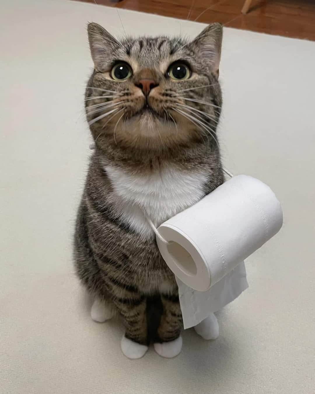 Aww Clubさんのインスタグラム写真 - (Aww ClubInstagram)「Helper cat is helping  #meowed #cutecat #cat #helper #toiletpaper」8月22日 11時14分 - meowed