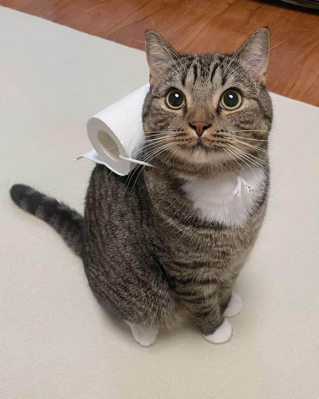 Aww Clubさんのインスタグラム写真 - (Aww ClubInstagram)「Helper cat is helping  #meowed #cutecat #cat #helper #toiletpaper」8月22日 11時14分 - meowed