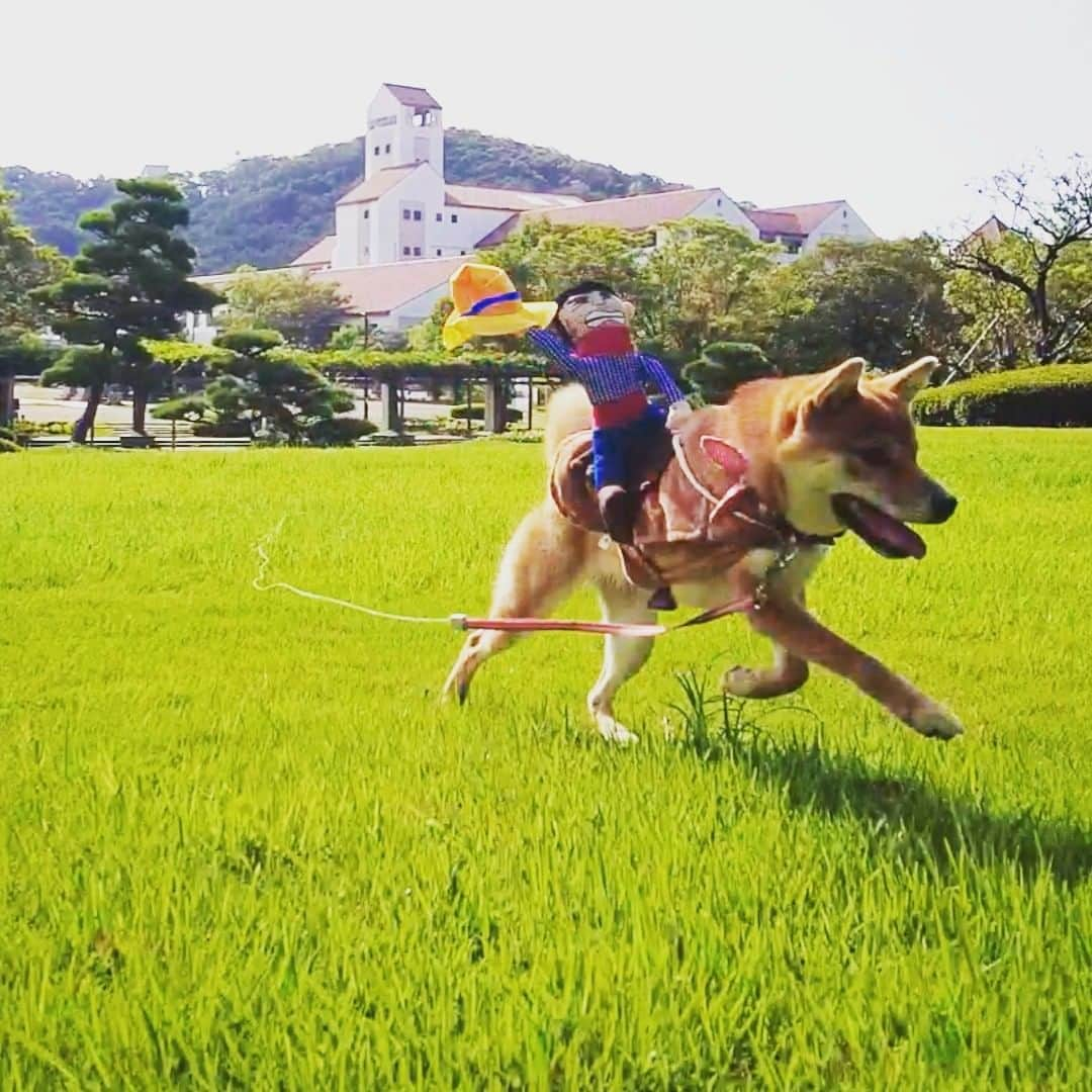 柴犬小春のインスタグラム：「柴ロデオ！」