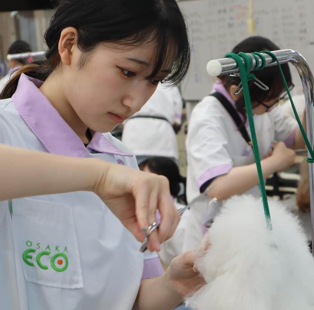 大阪ECO動物海洋専門学校のインスタグラム：「. 🌺🐕ペットトリマー&エステティシャン専攻☀️👒 〜夏休み編〜  ペットトリマー＆エステティシャン専攻では夏休みでも特別実習を行なっています✂️🫧☁️  夏休みの１か月間、ハサミやわんちゃんを触っていないと、感覚が衰えてきてしまいます💦💦 夏休み明けに『全然できなくなってる』なんてことにならないように、休み期間も実習を行っています！✊🏻🐕✨   教えてくれる講師の先生もいつもと違う先生だったり、先輩と一緒にカットに綺入らせてもらったりと、普段の実習とは違う環境でできるので、とつも実力がつき成長にも繋がります🌼💪🏻🏄🏻‍♀️  1年生は足回りを少しずつカットが出来るようになってきました〜！ 入学して約４ヶ月✨ 日々の実習を通して着実に技術を身につけられていますね！🏃🏻🌟  2年生は同じ時間で全体をカットしていきます✂️🐕🐾 トリミング終わりのワンちゃんは、ぱっちりおめめが見えて、とっても可愛く綺麗に仕上がりましたよ〜👀💗🏃🏻💞✨ みんなが夢見ていたトリマーの夢、だんだん近づいてきてますね😼🎀✨  #大阪eco動物海洋専門学校#大阪eco  #動物専門学校  #動物飼育 #動物園 #水族館 #飼育員 #ドルフィントレーナー #アクアリスト #動物看護師 #トリマー #ドッグトレーナー#動物好きと繋がりたい#犬好きと繋がりたい #動物園・水族館&テクノロジー専攻 #eco自然環境クリエーター専攻 #ペットマネジメント&ホスピタリティ専攻 #動物園・動物飼育専攻 #水族館アクアリスト専攻 #ドルフィントレーナー専攻専攻 #動物看護師専攻 #ペットトリマー&エステティシャン専攻 #ドッグトレーナー専攻」