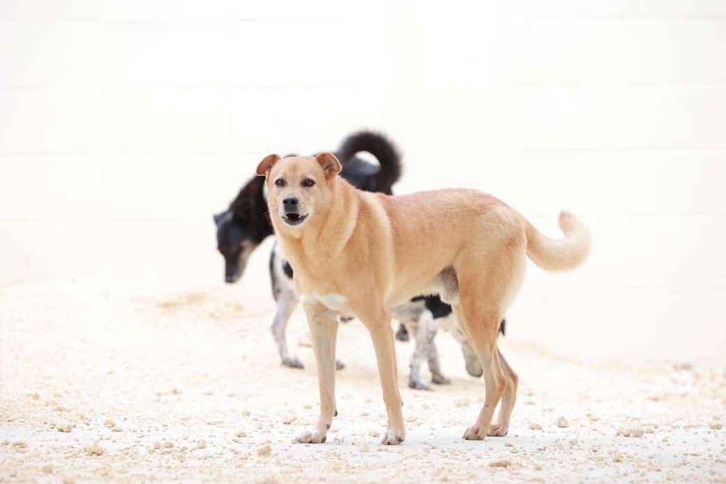 中原絵梨奈のインスタグラム：「里親様◇保護主様◇募集  キュー🐕 名前の由来は「9」 男の子 推定年齢6歳くらい🐕✨  こむたんは超可愛い✨前提の こむたんのスリム版🩷 こむたんの小顔版🩷  小さなお耳に小さなお顔✨  宮古島の保健所から我が家へ🏠✨  ◇9月いっぱい空輸停止中◇ 夏の空輸は犬猫の負担となるため停止しています。  10月1日より  再開致します。 引取りをお受けしていただける方はご連絡ください🙇‍♀️  ◇空輸代◇ バゲージボランティア 1区間6500円 貨物 重さ大きさによりますが 大体、2万～。  #里親募集中犬  #保護主募集中犬」