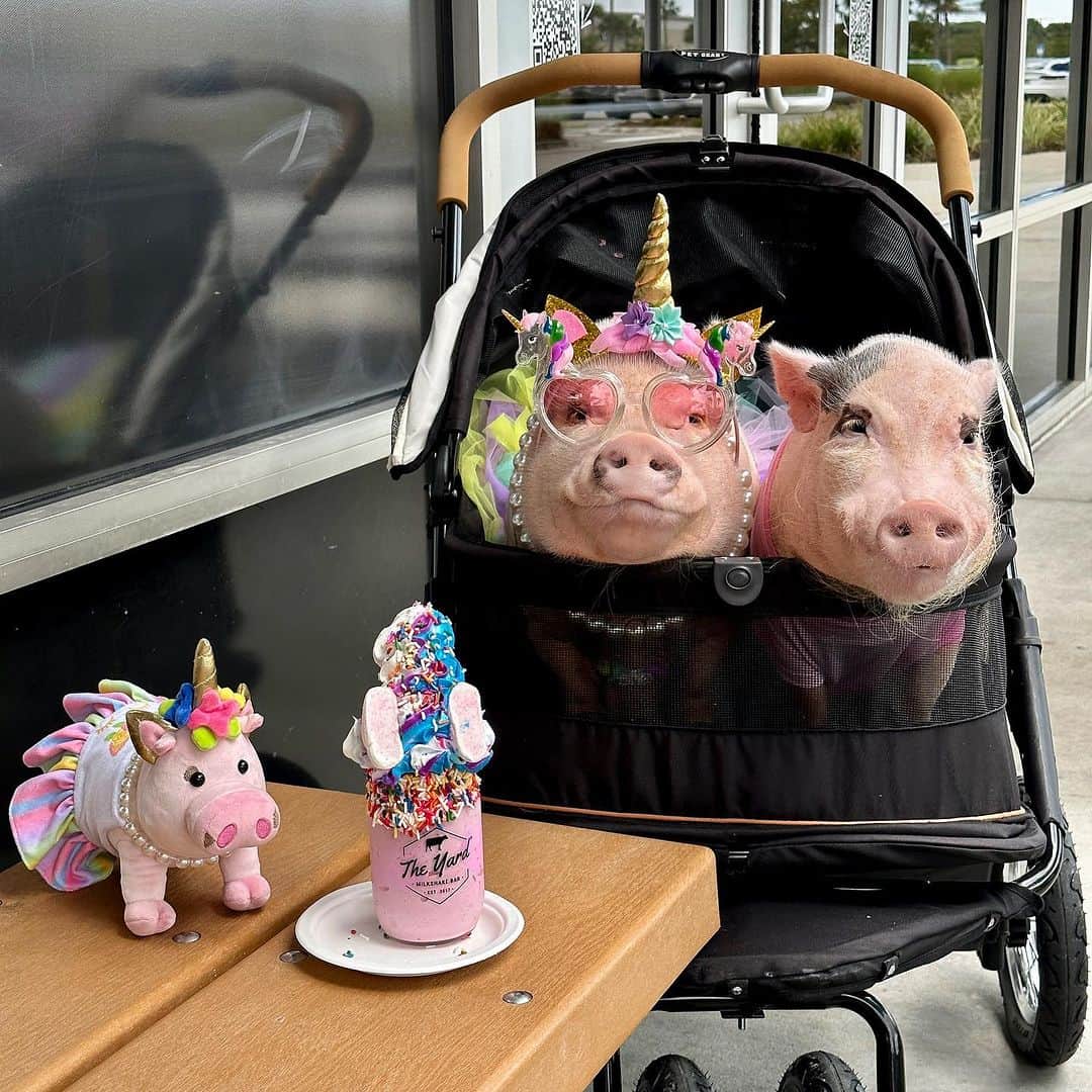Priscilla and Poppletonのインスタグラム：「Silly Pop took me and my mini me out for a unicorn milkshake @theyardmilkshakebar. He even wore a pink shirt. Let us know if the comments of you have ordered your Prissy Unicorn for your own adventures. They are limited edition and won’t be available after 9/15, so grab one while you can at the LINK IN BIO (or message mommy if you need her to send it to you). Proceeds help our animal friends over @prissyandpops_helpinghooves. ThOINKs for your support.🐷💗🦄 #prissyunicorn #theyard #jacksonville #PrissyandPop」
