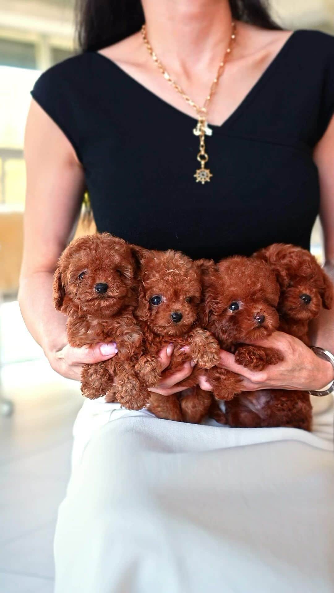 Rolly Pups INCのインスタグラム：「New poodle babies 💕💕 @kpups.official & @rollypups.official」