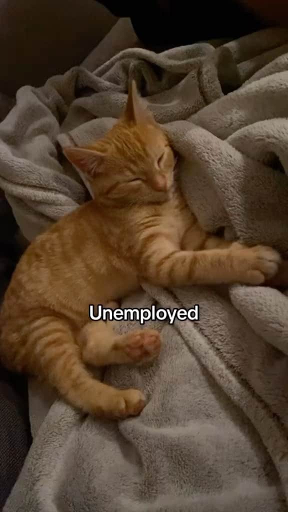 Cute Pets Dogs Catsのインスタグラム：「I also have an orange cat that has this hooligan behavior 😒  Credit: beautiful kittyshinanigans (tt) ** For all crediting issues and removals pls 𝐄𝐦𝐚𝐢𝐥 𝐮𝐬 ☺️  𝐍𝐨𝐭𝐞: we don’t own this video/pics, all rights go to their respective owners. If owner is not provided, tagged (meaning we couldn’t find who is the owner), 𝐩𝐥𝐬 𝐄𝐦𝐚𝐢𝐥 𝐮𝐬 with 𝐬𝐮𝐛𝐣𝐞𝐜𝐭 “𝐂𝐫𝐞𝐝𝐢𝐭 𝐈𝐬𝐬𝐮𝐞𝐬” and 𝐨𝐰𝐧𝐞𝐫 𝐰𝐢𝐥𝐥 𝐛𝐞 𝐭𝐚𝐠𝐠𝐞𝐝 𝐬𝐡𝐨𝐫𝐭𝐥𝐲 𝐚𝐟𝐭𝐞𝐫.  We have been building this community for over 6 years, but 𝐞𝐯𝐞𝐫𝐲 𝐫𝐞𝐩𝐨𝐫𝐭 𝐜𝐨𝐮𝐥𝐝 𝐠𝐞𝐭 𝐨𝐮𝐫 𝐩𝐚𝐠𝐞 𝐝𝐞𝐥𝐞𝐭𝐞𝐝, pls email us first. **」