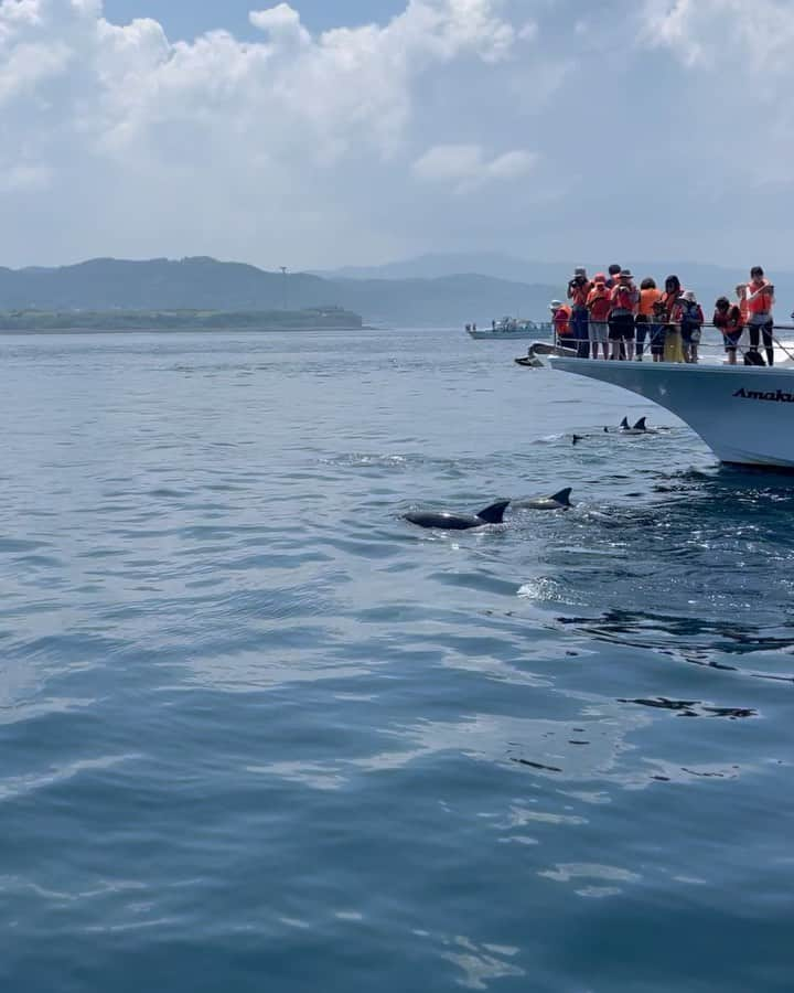 都倉賢のインスタグラム：「「野生のイルカを見る」と言う夢が叶った日🐬  想像以上にイルカが大群すぎて、最後の方は少しだけ見慣れちゃったのは秘密です㊙️笑  ただ、それくらいイルカを満喫出来る南島原でした^_^  #私はイルカ推し #イルカ #dolphin」