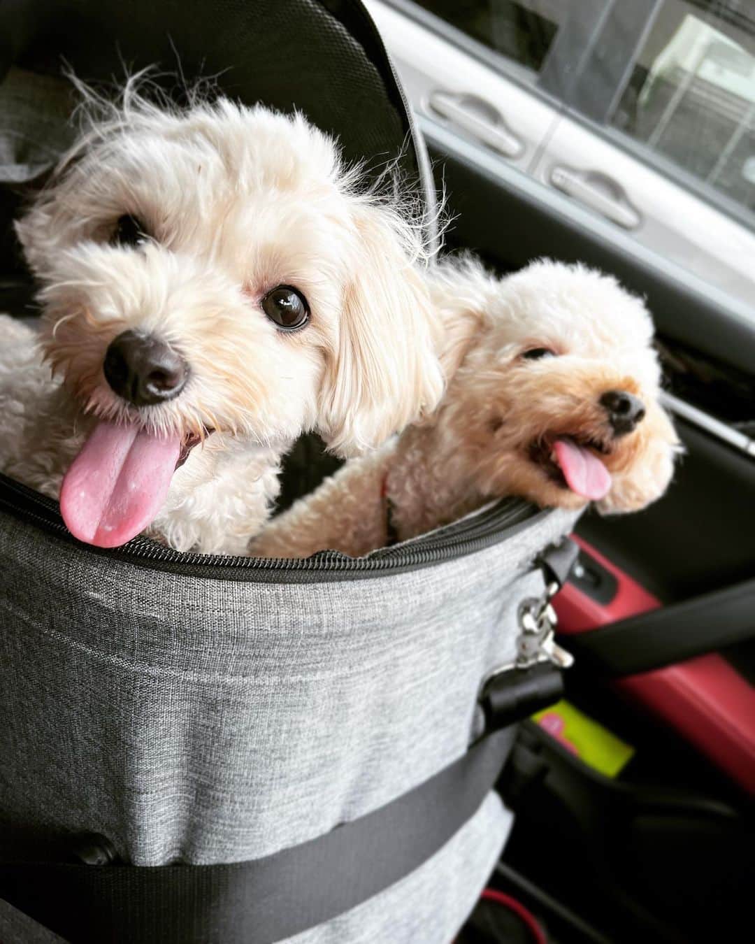 廣瀬規子のインスタグラム：「今朝はgirls🐶達とお嬢を送りに 行ってきました💓  最近girls達の口臭が気になるやもと思っていたタイミングでの出会い @kinswith_dogs のデンタルジェル😍  芸能人もいや、人間も、、 ワンコも、、みんなみんな 歯が命、、、 ということで、、、  少しでも元気に快適に長生きできるように、歯のケアもしっかりしていこうね✊💓  #kinswithdogs #kins #ワンコのデンタルケア #多頭飼い #トイプー #マルプー」