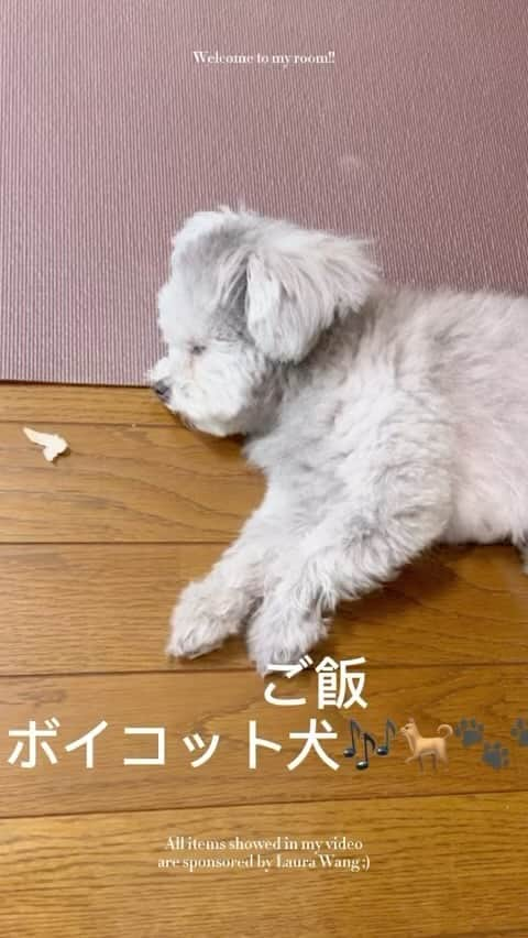 浦田麻緖のインスタグラム：「ご飯ボイコットする犬🎶🐕🐾🐾🐾   #ささみ  #ボイコット  #鰻さん  #寝たフリする犬  #絶対起きてるのに  #笑  #ポメプー  #2キロ」