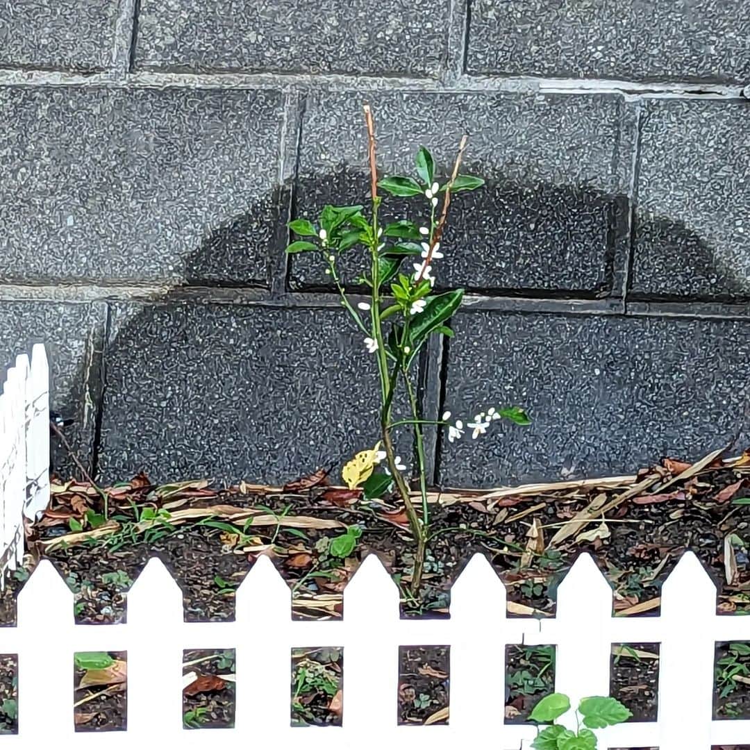 島田佳奈さんのインスタグラム写真 - (島田佳奈Instagram)「【虫注意】今朝の訪問客（3枚目）は、オオホシカメムシ。じーっと動かず。 カモフラはアンジュと柚子の木。可愛がるモノがいろいろあって、毎日楽しい♡」8月22日 15時41分 - shimadakana