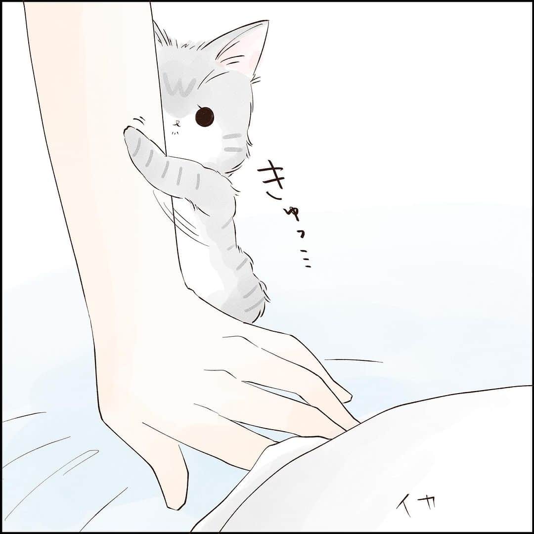 こじめさんのインスタグラム写真 - (こじめInstagram)「【蹴りぐるみ】  うちに来た次の日の話。  この後少し慣れたようで、ガジガジガジガジかじってました🥰  ちょっとまだムニちゃんには大きすぎたようです笑  #猫漫画 #にゃんすたぐらむ  #保護猫 #サバ白 #シルバータビーホワイト #コミックエッセイ #エッセイ漫画 #猫のいる暮らし #catcomic」8月22日 20時00分 - cojime