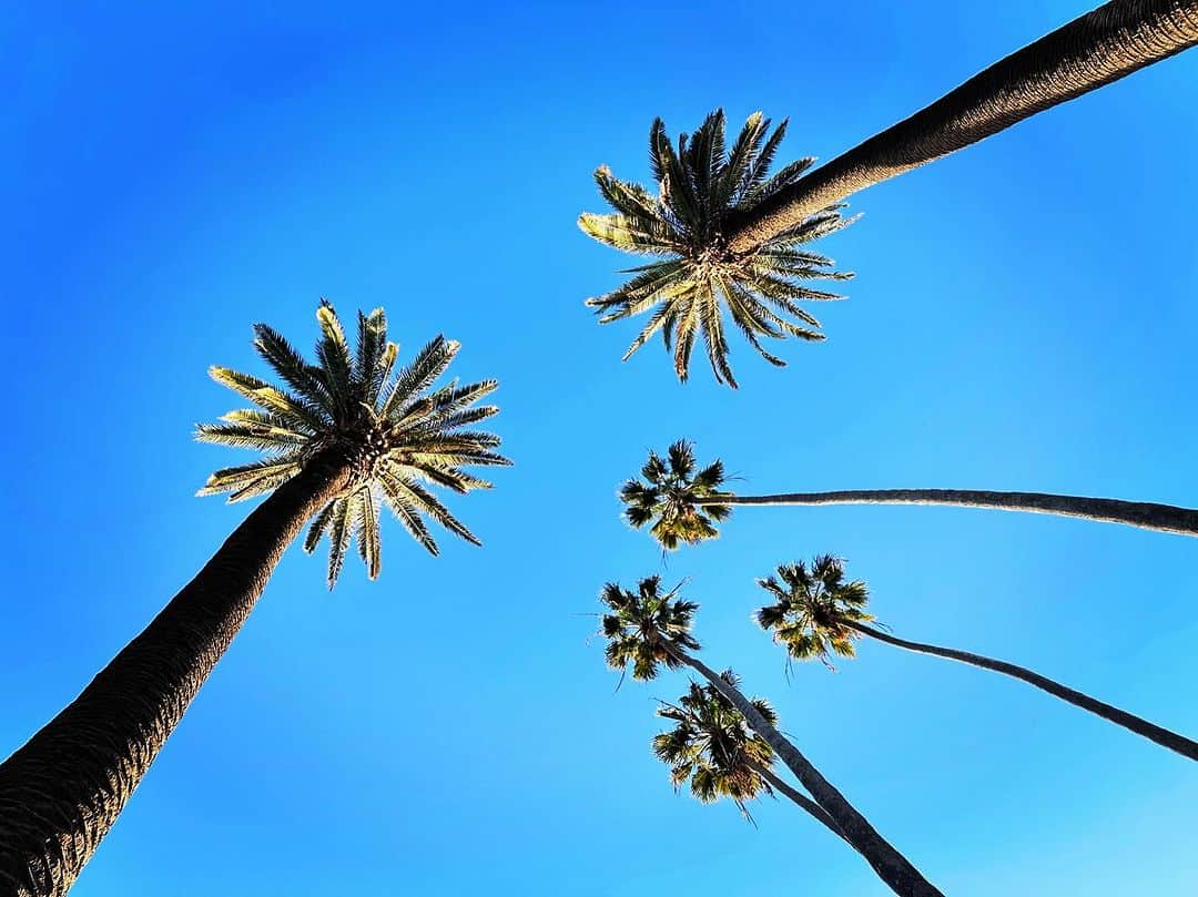 アレッサンドラ・アンブロジオのインスタグラム：「L.A 🌴」