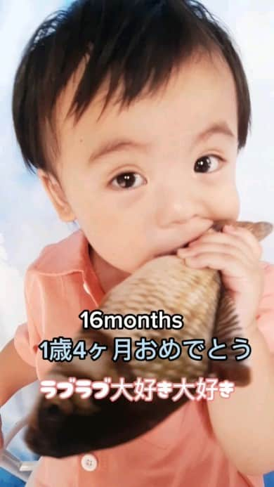 友利愛美のインスタグラム：「16Months👶これからもたぁくさん笑っててね♥  あっという間に1歳4ヶ月♥日々成長♥  ヒップシートとか、収まれてるのかってくらい大きいし、こないだベビーカーに乗ってるたいちゃんに違和感はじめて感じました🤣笑　  おおきくなったねぇ！よいねよいね！！ 愛するビッグベイビー👶♥  たいちゃんのおかげで、毎日が輝いてるよ！いろんな笑顔の言葉や優しさもたくさん周りからいただいて幸せだよぉ！  赤ちゃんから幼児へと〜😊  これからもよろしくねぇん♥いつもありがとー♥  #babystagram #1歳4ヶ月 #16monthsold #男の子ベビー　 #男の子ママ #成長記録 #親バカ部 #公式たまひよグラマー」