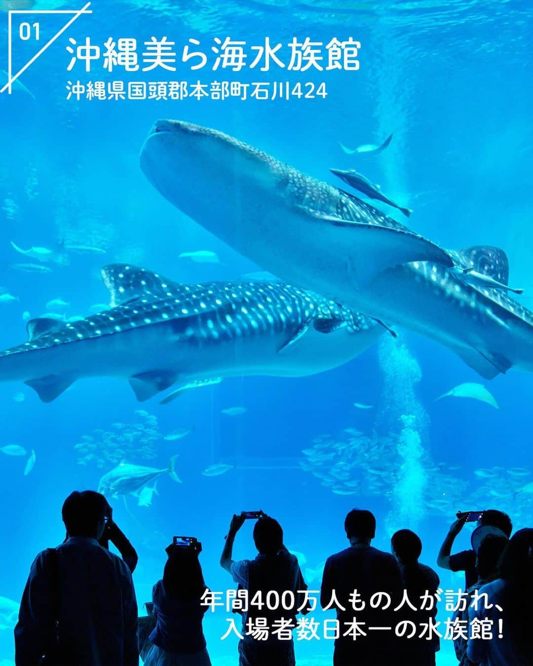 WILLER_TRAVELさんのインスタグラム写真 - (WILLER_TRAVELInstagram)「【必ず行っておきたい！全国おすすめ水族館5選】 #沖縄美ら海水族館 #名古屋港水族館 #鳥羽水族館 #鴨川シーワールド #すみだ水族館  まだまだ猛暑日が続く中、 どこか行きたいけど暑いのは無理〜🥵🥵 涼める場所をお探しのあなたに👀 全国でおすすめの水族館を5つピックアップ！°･🐠  ショーを見ながらずぶ濡れになるのも いい思い出になるかも！？🐬 ぜひ、遊びに行ってみてくださいね💛  ———————————— ■旅やお出かけに役立つ情報を発信中✍︎꙳⋆ 皆さんからのフォローやいいね、コメントお待ちして います！快適で楽しい旅になりますように❀ @willer_travel  ———————————— #willer #willertravel #willerexpress #ウィラー #ウィラートラベル #ウィラーエクスプレス #東京おでかけ #沖縄おでかけ #愛知おでかけ #三重おでかけ #千葉おでかけ #水族館 #おすすめ水族館 #水族館デート #水族館巡り」8月22日 19時00分 - willer_travel