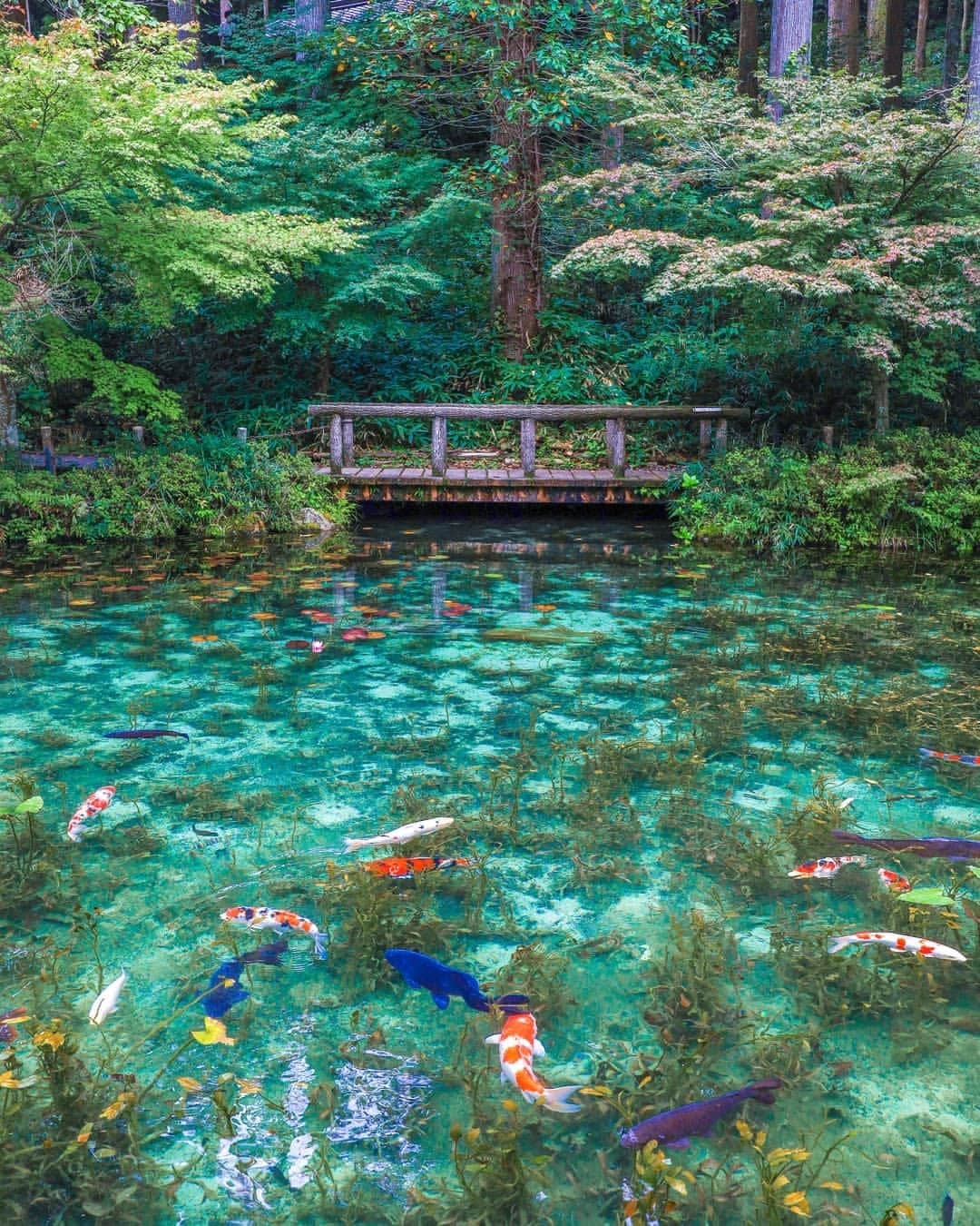 旅行メディア・じゃらん〈公式〉さんのインスタグラム写真 - (旅行メディア・じゃらん〈公式〉Instagram)「#モネの池 岐阜県関市にある名もなき池は、通称モネの池と呼ばれています。神社の参道脇の池に透明度の高い湧水が満ち、錦鯉が泳ぐ様がフォトジェニック。 . . ━━━━━━━━━━━━━━━ 📍 岐阜県「モネの池」 📷 @sakixx1027 📅 2021.09 ━━━━━━━━━━━━━━━ . . #jalan_travel　をつけていただいた中からpick upしました 素敵なお写真をありがとうございました┈✈︎  .  . ☑ あらかじめ最新情報をご確認の上、お出かけください。 ☑ #jalan_travel をつけて、ぜひ今までの旅行先の思い出写真を投稿してください。このアカウントでご紹介させていただきます。(じゃらんニュースでも紹介される可能性があります） . . . . . . #いつか行きたい #じゃらん #観光 #観光地 #観光スポット #旅行 #旅行好きな人と繋がりたい #旅行好き  #japantravelphoto #japantrip #japantravel #国内旅行 #絶景 #絶景スポット #誰かに見せたい景色 #誰かに見せたい風景 #岐阜 #岐阜観光 #岐阜旅行 #gifu」8月22日 16時56分 - jalan_net