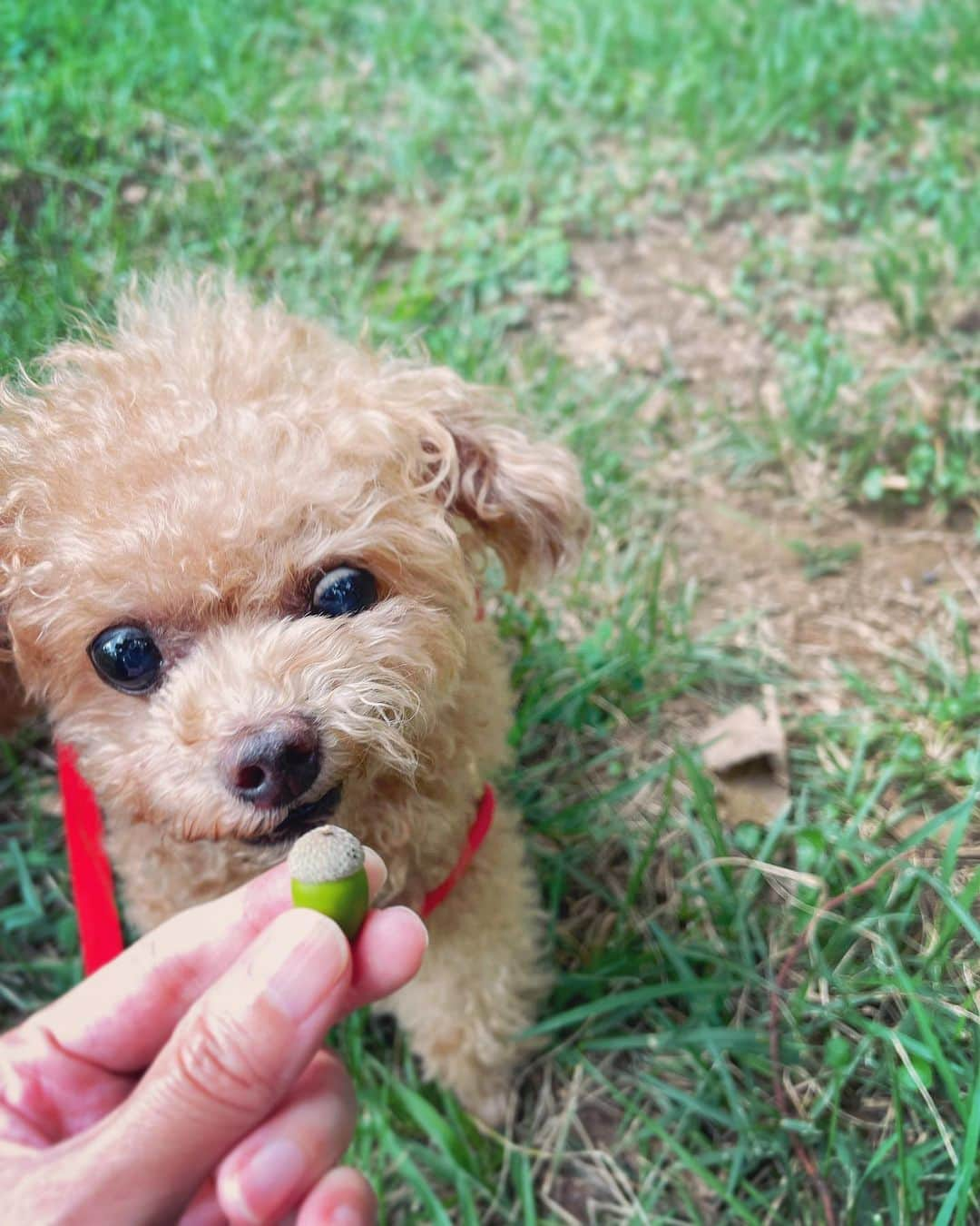 ふわのインスタグラム：「ふわの大好きな公園にて…  どんぐりが食べれないとわかった瞬間のふわの顔… 酷すぎる。笑  公園で遊ぶ前に 虫除けをシュッシュです。 @mont_fuwa   #toypoodle#toypoodlegram#dogsofinstagram#instadog#doglover#doglife#cutedog#dog#fuwamama#ふわもこのふわ#ふわ#トイプードル#ふわもこ部#犬バカ部#親バカ部#犬のいる暮らし#いぬすたぐらむ#虫除け」