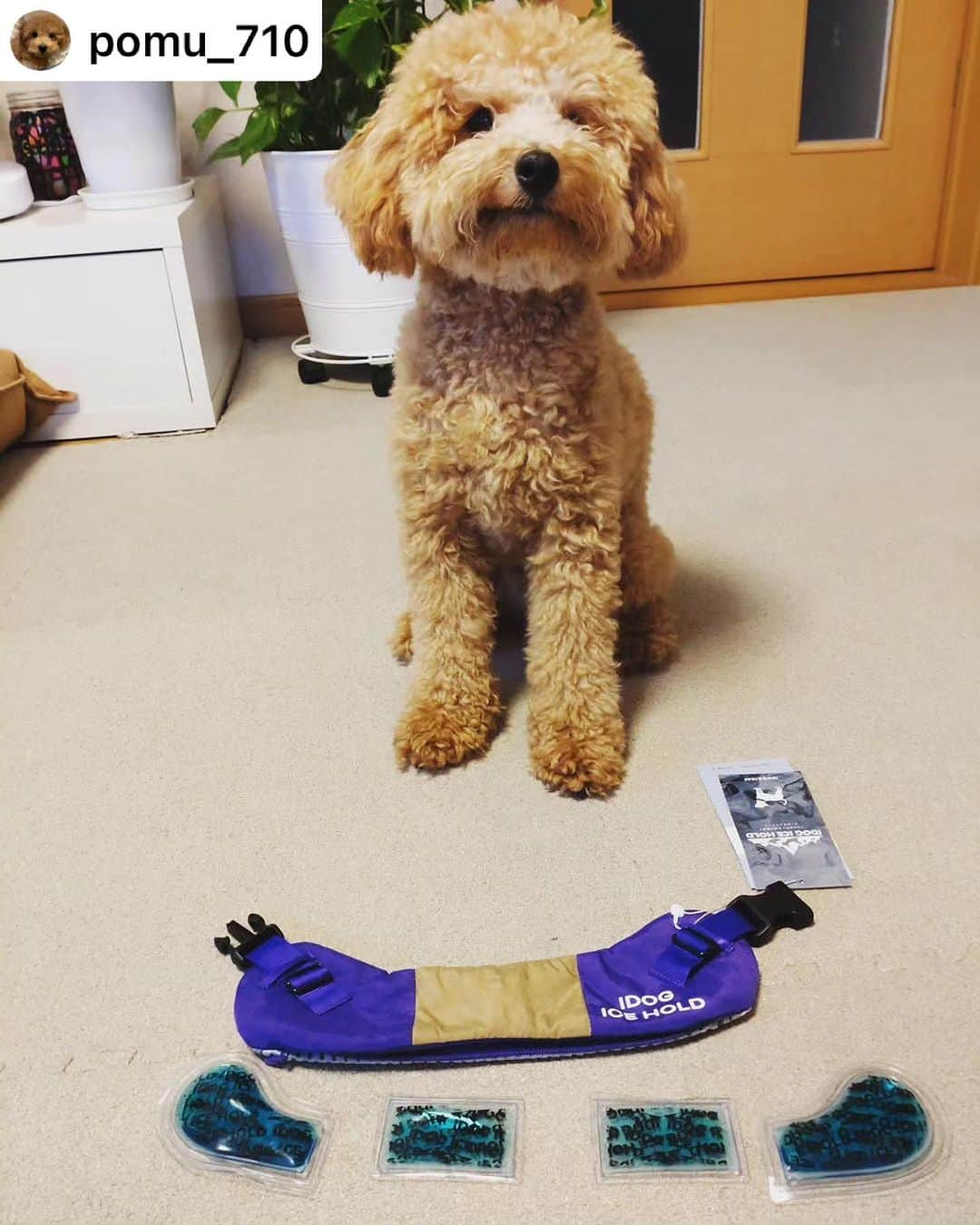iDog&iCatのインスタグラム