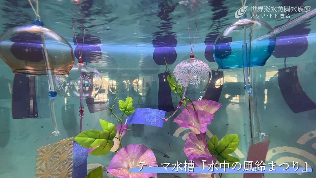 世界淡水魚園水族館 アクア・トト ぎふのインスタグラム：「残暑が厳しく、まだまだ続く見込みというニュースも目にします。あぁ、涼しい季節が待ち遠しいです。  入口のテーマ水槽では、ガラスのように透明な魚が泳ぎ、たくさんの風鈴がゆれています。  冷房の効いた館内で、より涼しさを感じる空間です。  #アクアトト #水族館 #aquarium #夏休み #風鈴 #オアシスパーク #河川環境楽園」
